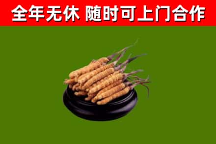 洪梅镇烟酒回收冬虫夏草.jpg